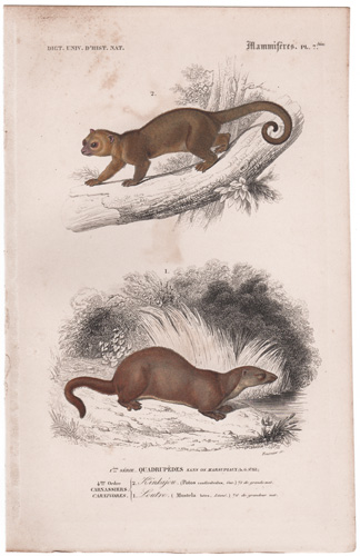 Kinkajou, Loutre